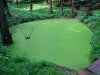 Zelený rybníček v arboretu